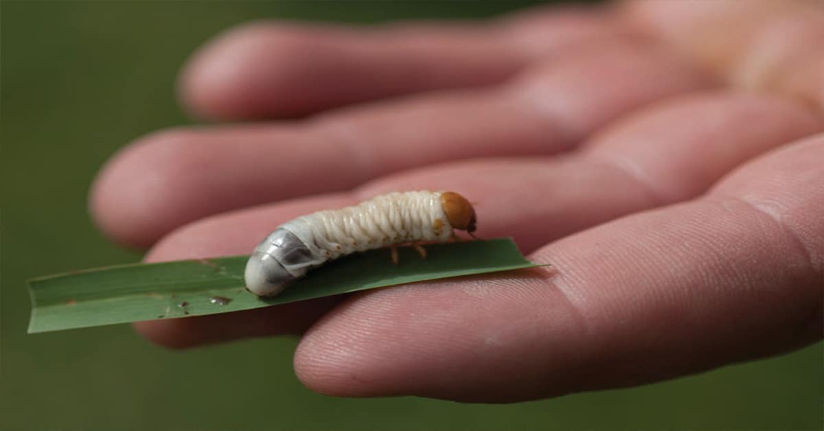 Turfgrass pest populations linked to turfgrass management practices