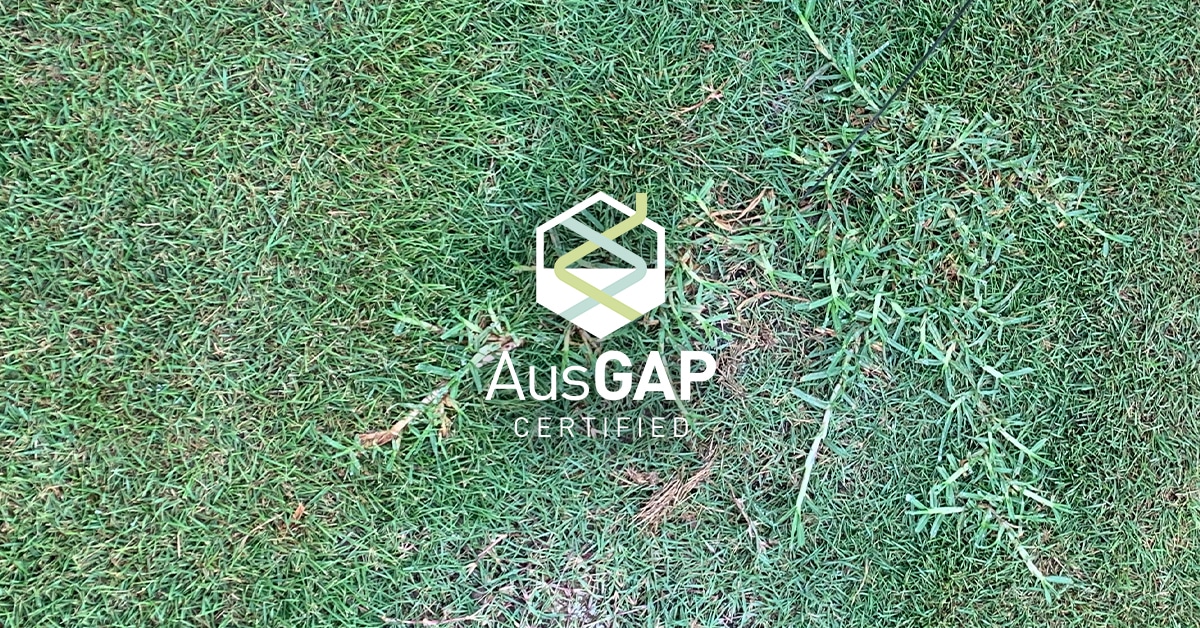 What are turfgrass contaminations?